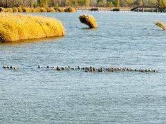 -野鸭湖国家湿地公园