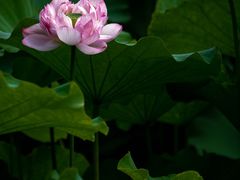 -陈家山荷花公园