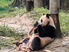 -中国大熊猫保护研究中心雅安碧峰峡基地