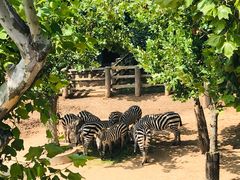 -西霞口神雕山野生动物世界