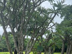 -中国科学院西双版纳热带植物园
