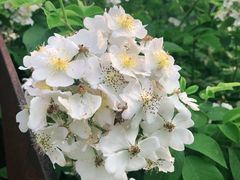 -昆山城市生态森林公园