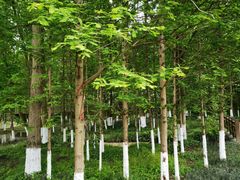 -桤木河湿地公园