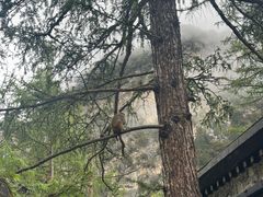 -稻城亚丁景区-冲古草甸