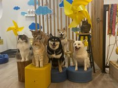 -柴迷FANS CLUB·柴犬狗咖·猫咖