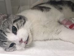 -瑞派·关忠动物医院·异宠专科·犬猫肿瘤·皮肤专科(望京店)