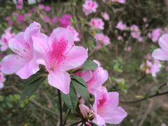 -番禺大夫山森林公园