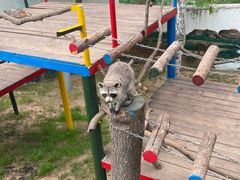 -西霞口神雕山野生动物世界