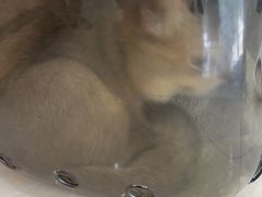 -瑞鹏·疫苗·绝育·宠物医院(广九店)