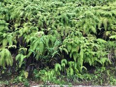 -海南热带雨林国家公园吊罗山景区