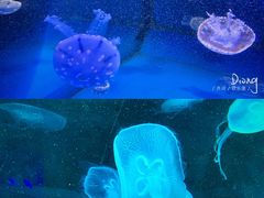 -泉城欧乐堡海洋极地世界