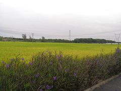 -嘉北郊野公园