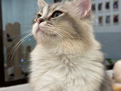 -有喵·猫咖·狗咖·30几只猫10只小狗(岗厦店)
