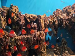 -海合安武汉极地海洋公园