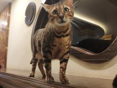 -more than meow吴止猫主题餐厅(承德 中船汇店)