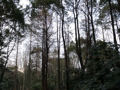 -上海滨江森林公园