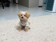 -菲丽丝宠物医院·24小时·猫科中心·免疫点(淮海分院)