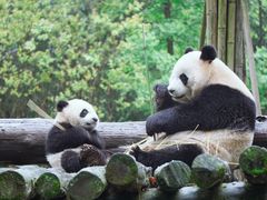 -都江堰中华大熊猫苑
