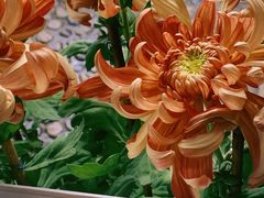 -杭州植物园