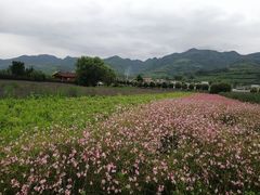 -曲江薰衣草庄园