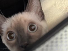 -瑞派福兴宠物医院犬猫全科·骨科·中西医结合(河东店)