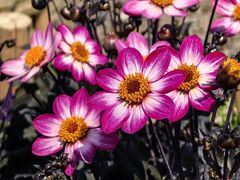 -上海植物园-4号门售票处