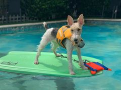 -汪说喵讲宠物乐园宠物酒店(红星美凯龙店)