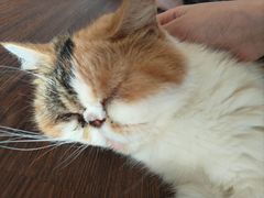 -猫岛主趣味餐厅(鼓浪屿店)
