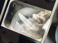 -申普宠物医院·心脏介入·心血管微创(总院)