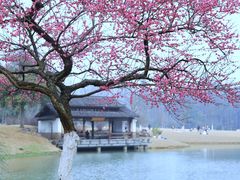 -杭州植物园