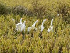 -燕子河大峡谷天坑仙境