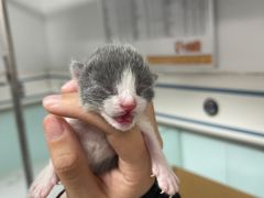 -达爱动物医院·犬猫分区·CT·复杂眼科(远洋山水分院)