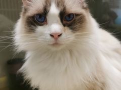 -猫在这儿猫咪咖啡馆·撸猫馆