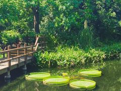 -上海滨江森林公园