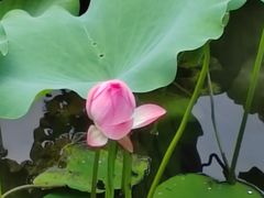 -荔湾湖公园