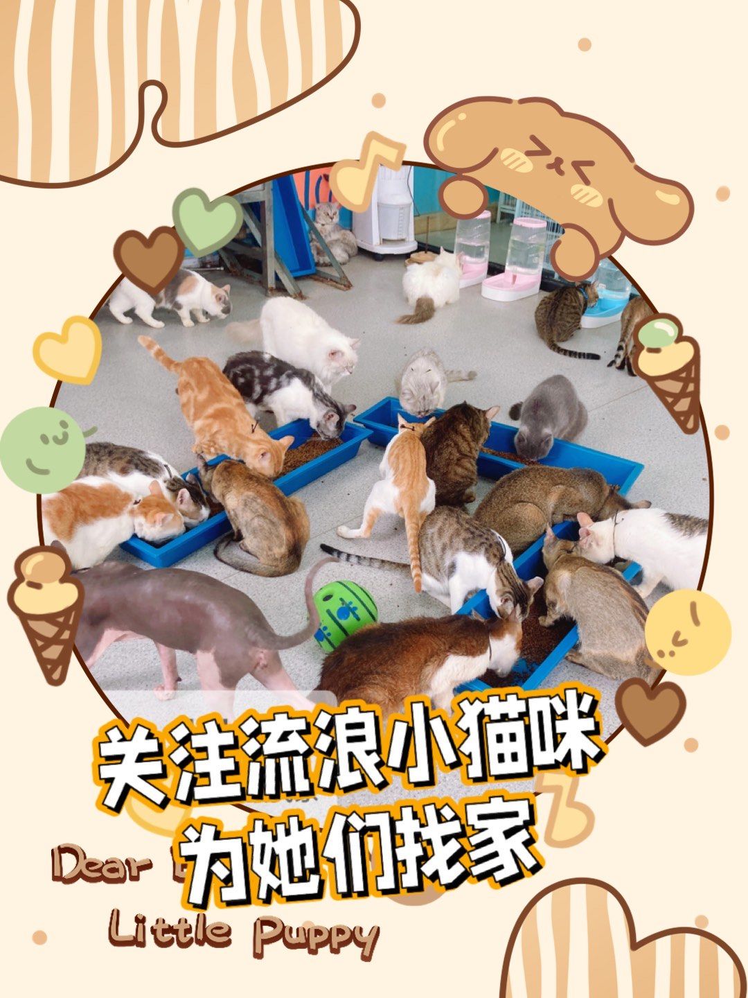 在佛山的流浪猫爱心港湾