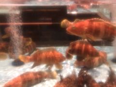 -阿伟海鲜楼·福建菜(延寿店)
