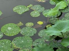 -同里国家湿地公园