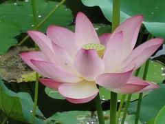 -荔湾湖公园