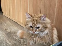 -MOCHA明星猫咖(田子坊店)