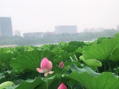 -莲花池公园