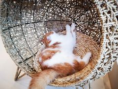 -飞行喵MR PILOT|猫舍·猫咖(静安大融城店)