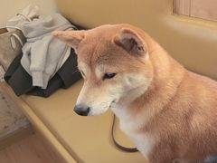 -柴の食堂·日式家庭料理·熊之肆(大学路店)