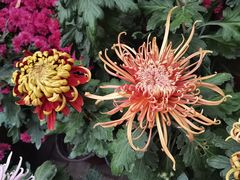 -上海共青森林公园