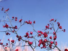 -蜀冈西峰生态公园