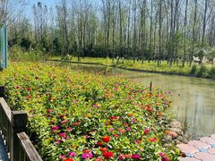 -合肥滨湖国家森林公园