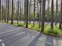 -东平国家森林公园