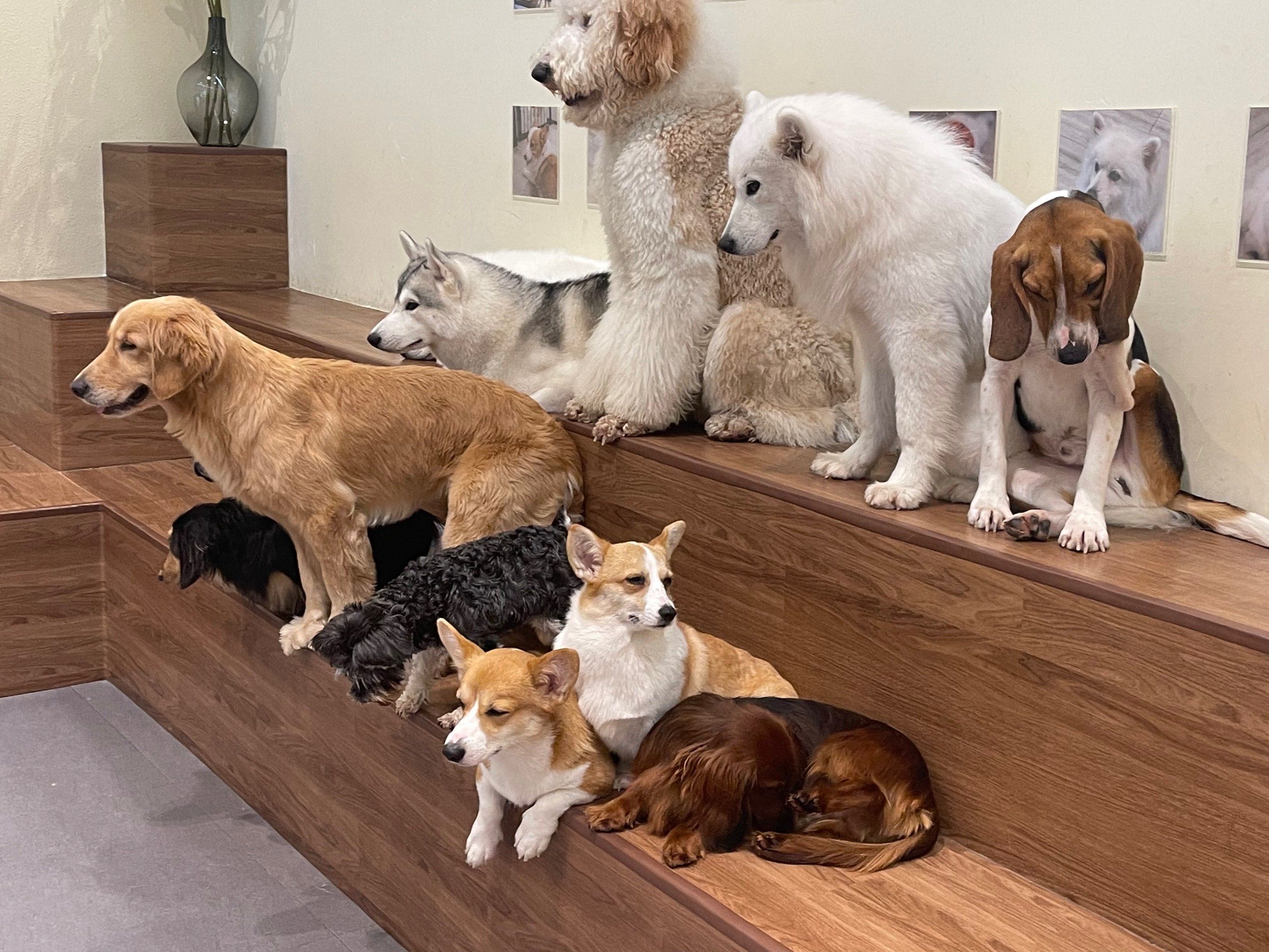 qq群超级宠物，群超级宠物功能打开