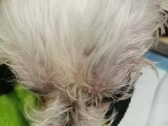-美联众合动物医院·24h转诊中心