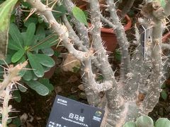 -国家植物园南园